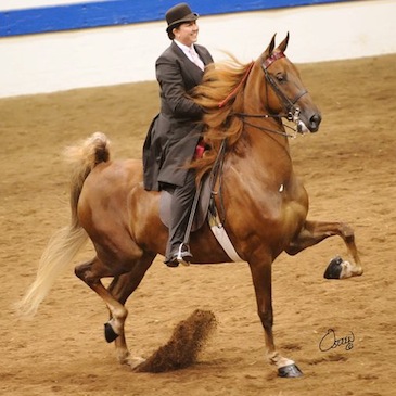 Niagara Equissage used by trainer Helen Robertson on her horses